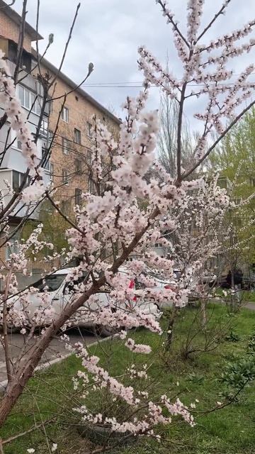 #Макросьемка на #Huawei Puro80PRO/природа весной