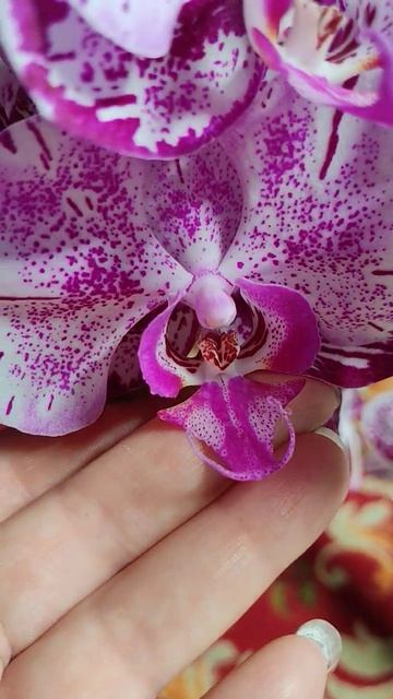 Phal. Chang Rosi Clouds