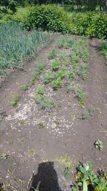 ЧУДО УДОБРЕНИЕ! Эксперимент над морковью! Часть1