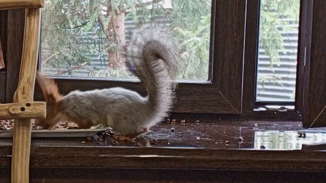 дикие животные