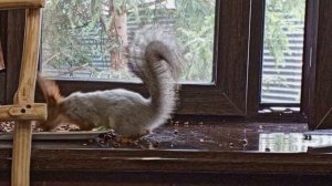 дикие животные