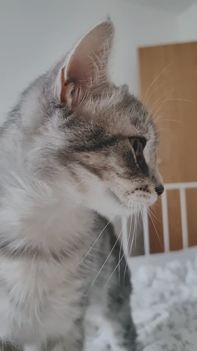 Сергей и Алиса | История двух сердец | Мисти | Мурчащий будильник