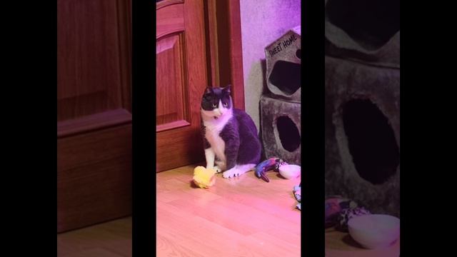 Феденька (слова Кристина Ткачук, музыка нейросеть) смотреть онлайн
