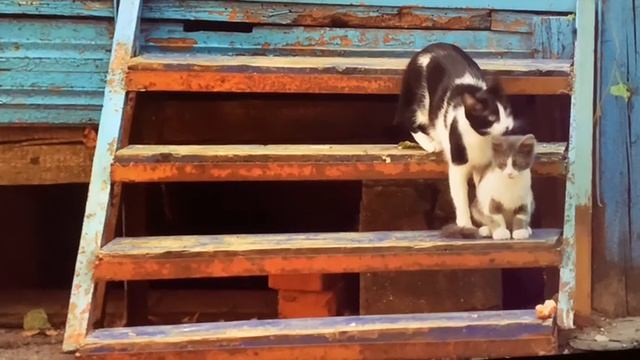 Кошки играют