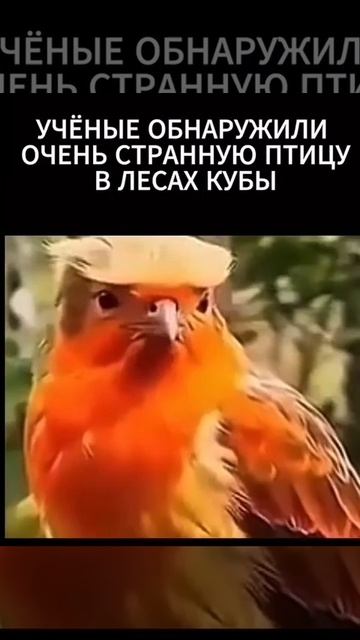 ДОНАЛЬД трамп .