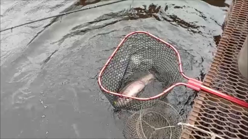 Хорошая активность форели на запуске. Спорт-зона. Клёвое место Лосиный остров.