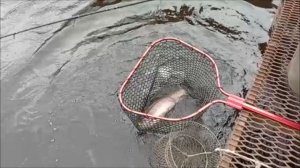 Хорошая активность форели на запуске. Спорт-зона. Клёвое место Лосиный остров.