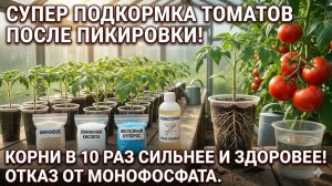 Ваша рассада будет в шоке от этой поливки, дешёвое средство для мощных корней и горы помидоров
