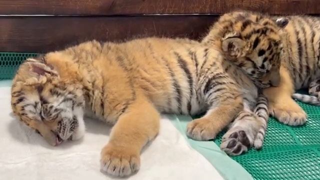 🐅 Полосатый бэби-бум в китайской провинции Хэйлунцзян