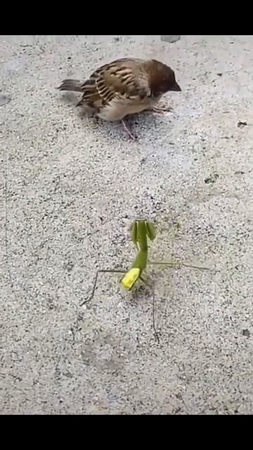 Богомол против воробья