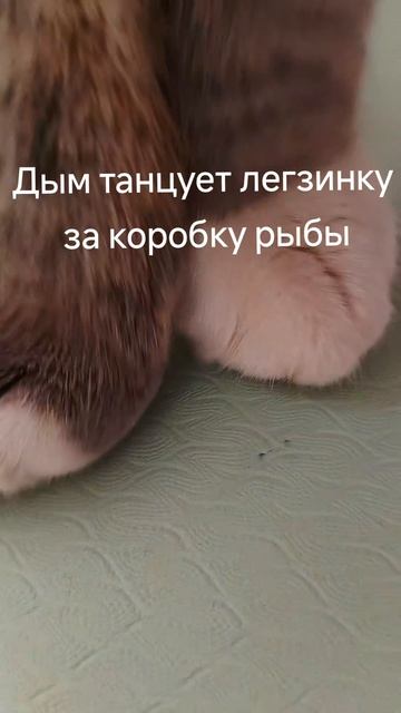 лезгинояка #коты #котики #гача #роблокс #животные