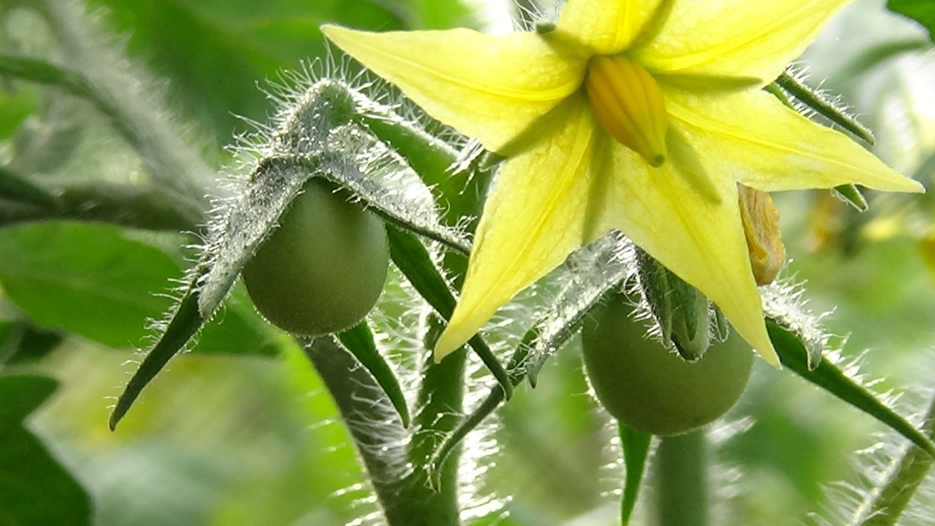 Ухудшился ли на холоде томат Малиновая Ляна? Сравниваем рассаду в теплице с домашней. 19.04.2026.