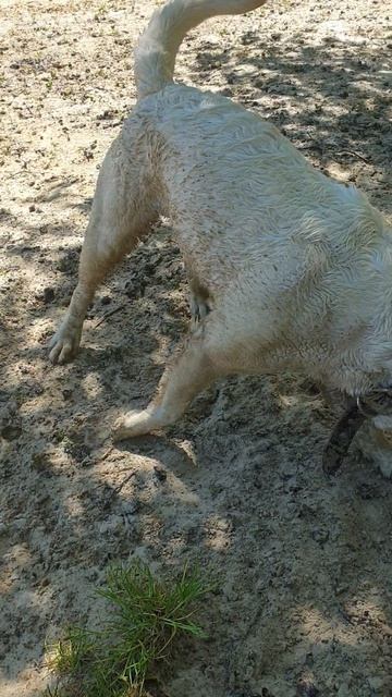 Умка на пляже