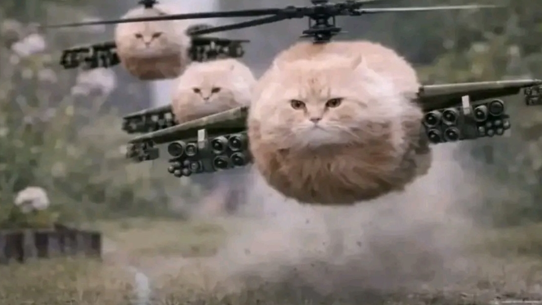 СМЕШНЫЕ ВИДЕО С КОТАМИ!|ВИДЕО С ЮТУБ ШОРТС | СБОРНИК