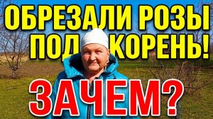 ОБРЕЗАЛА РОЗЫ ПОД НОЛЬ Теперь соседи в шоке, а я знаю секрет