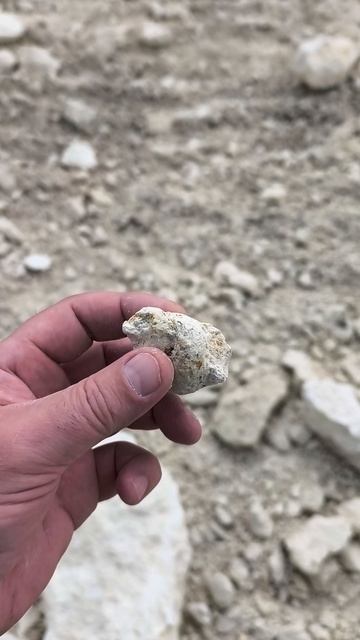 Campanile Giganteum 2026 04 19 2