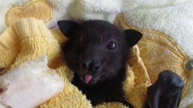 Животные приколы и не только😅