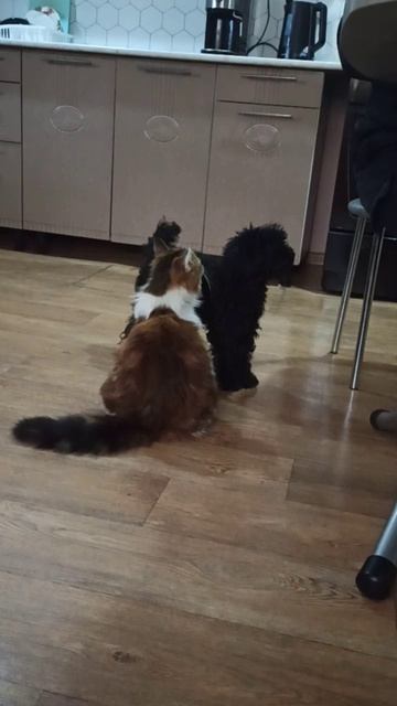 Собачка Айза ходит на двух лапах. 🐩