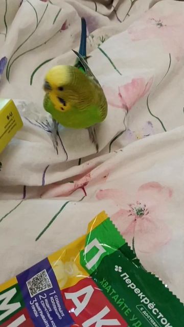 Поиск игрушки, детектив🕵 Федя нашел еë