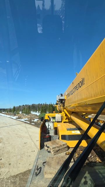 Посадка кедра