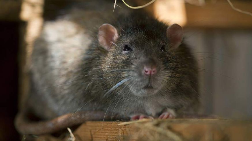 В Австрии обнаружили крысиный яд в детском питании