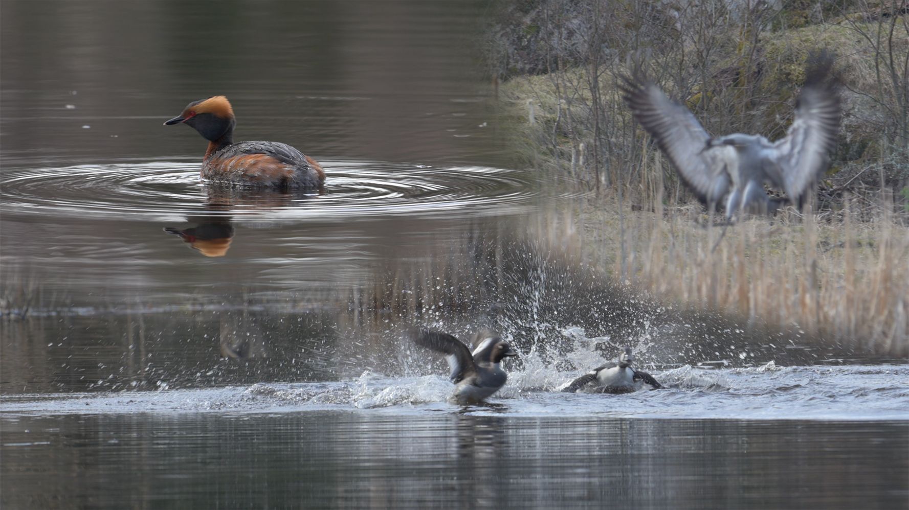 Весна у лесного озера, сезон 2