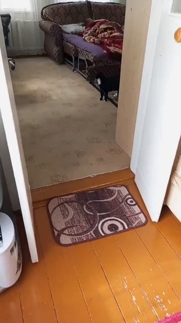 Вася- кот самостоятельный. Бароша - чистому- соблюдательный.