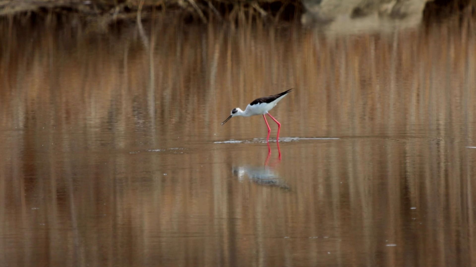 ходулочник, фифи, чибис и зуёк в городе Находка на реке Сучан