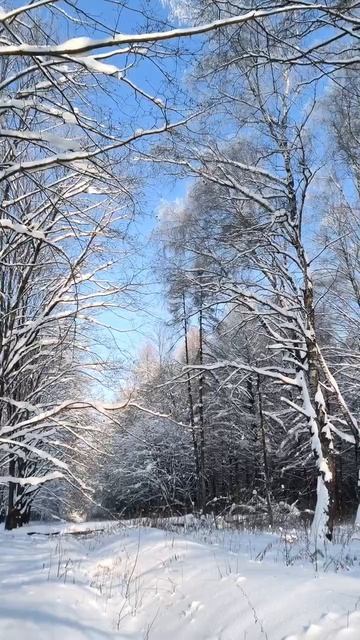 Зима в парке. 2026 г. 05