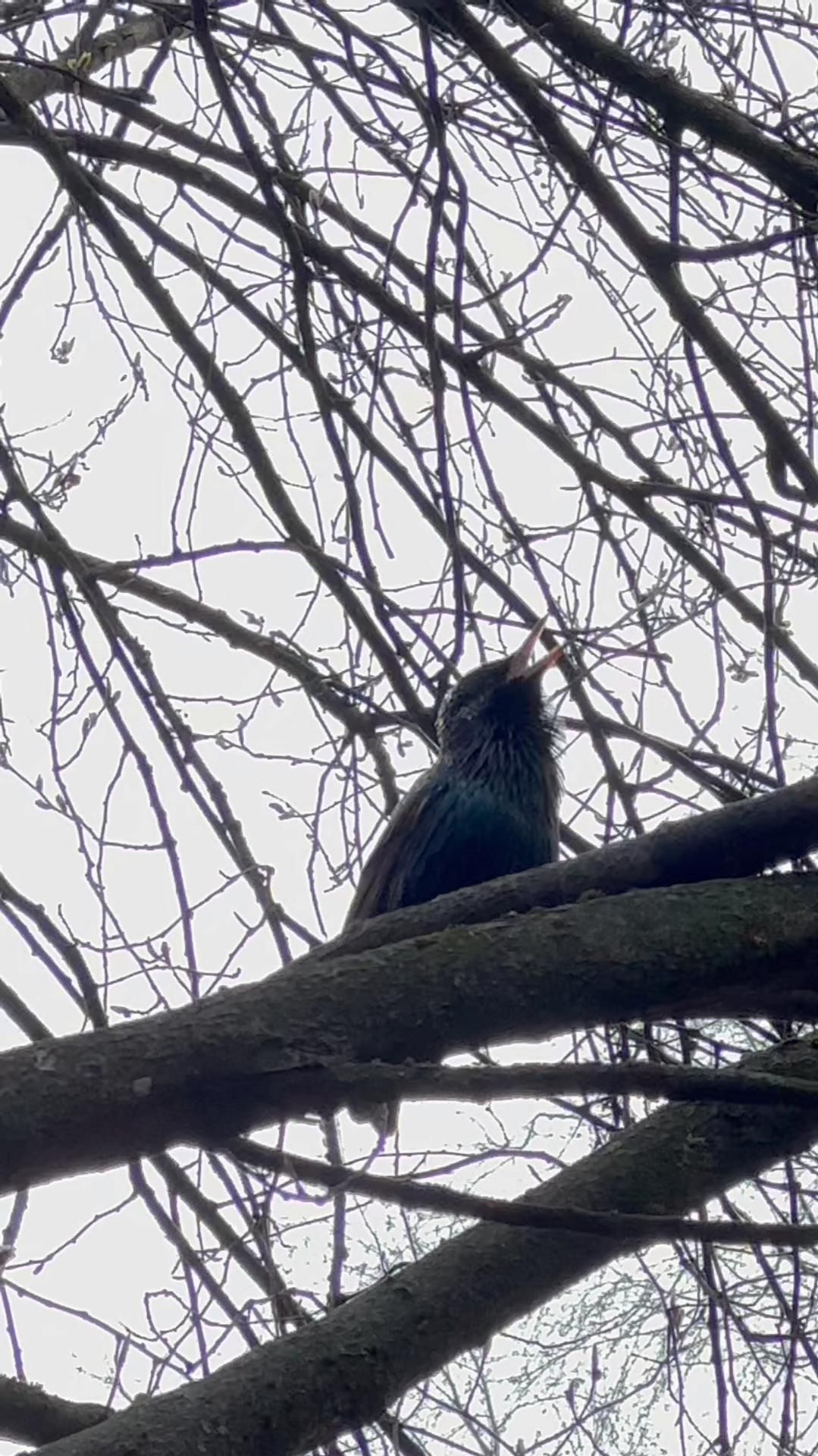 Арина и мама снимают скворца, который ищет себе пару в детском саду