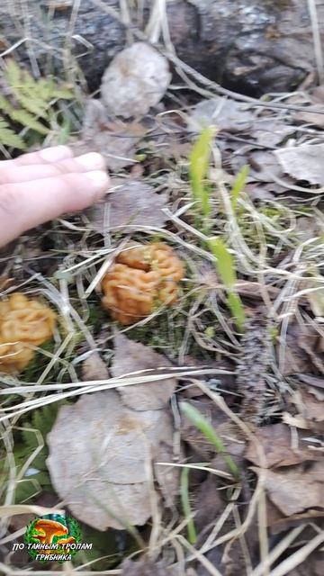 Строчки гигантские.