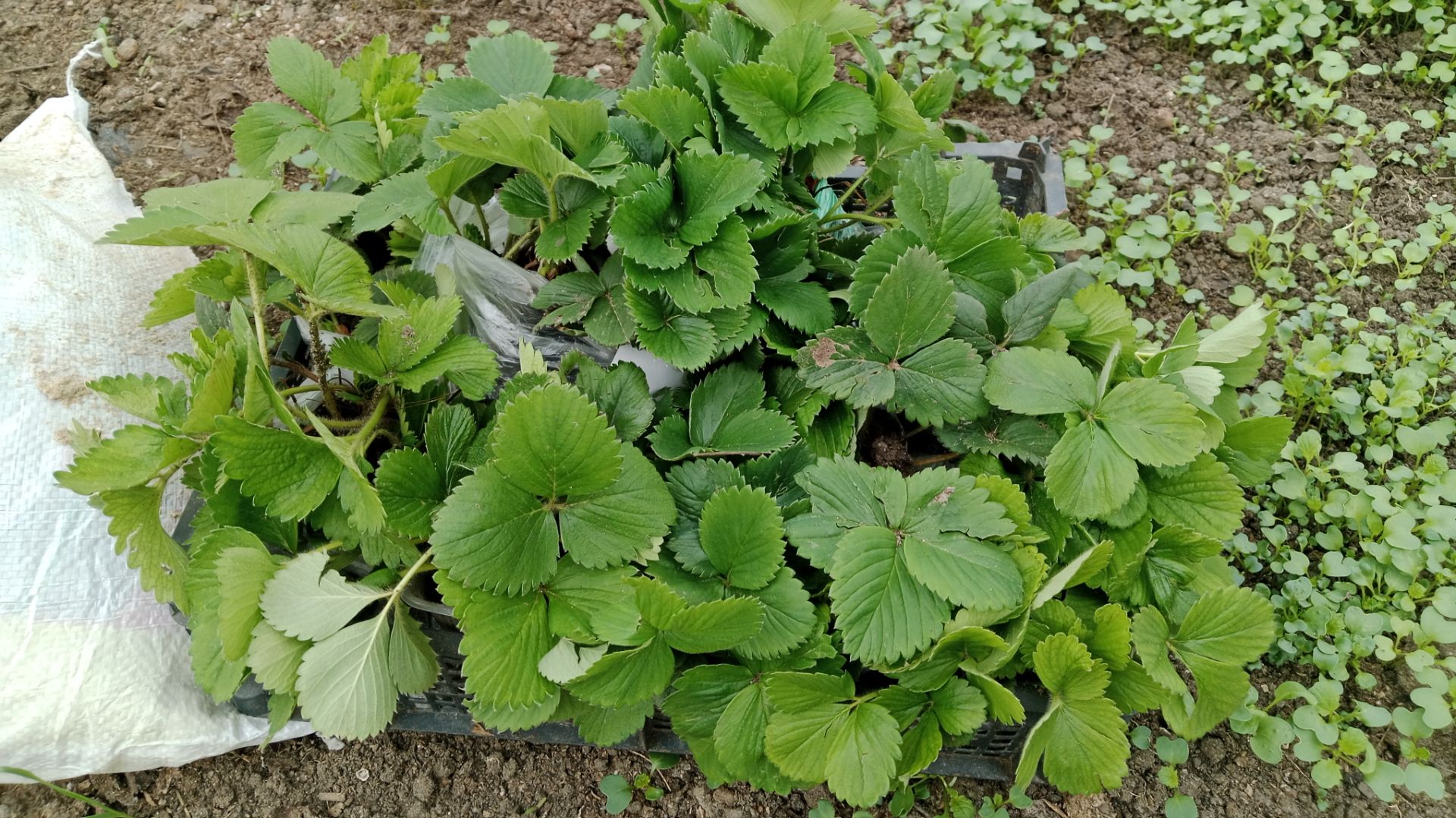 Поехали за рассадой.