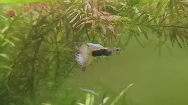 Что с канадскими Гуппи и Апистограмой