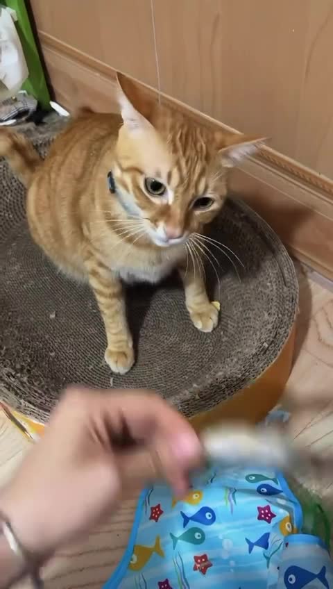 Лучшая актёрская игрa