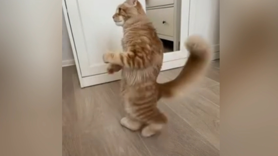 ТАНЦУЮЩИЙ КОТ: РИТМ, КОТОРЫЙ ВДОХНОВЛЯЕТ 🐾