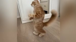 ТАНЦУЮЩИЙ КОТ: РИТМ, КОТОРЫЙ ВДОХНОВЛЯЕТ 🐾