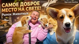 Самое доброе место на земле! Рынок животных, где замирает сердце