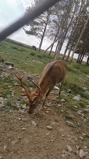🦌#олени #настроение  #прогулка #животные #ферма #воспоминание #любовь #еда #корм2 #рога копыта