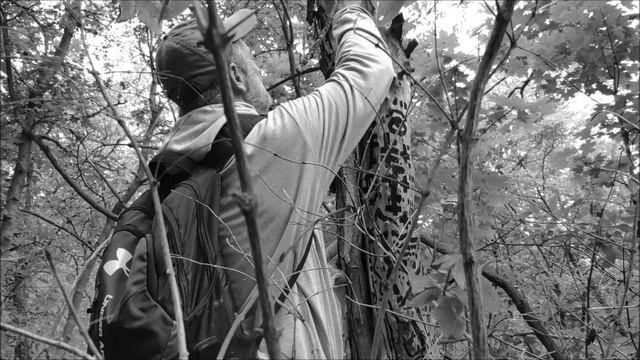 Искусство леса