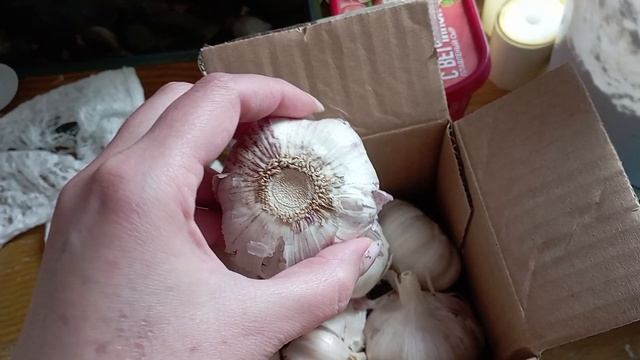 Обзор рассады/ проблемные томаты Сарра/ покупки с Озон.