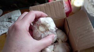 Обзор рассады/ проблемные томаты Сарра/ покупки с Озон.