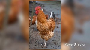 Петухи в пос.Сырский. 11.04.26 г.