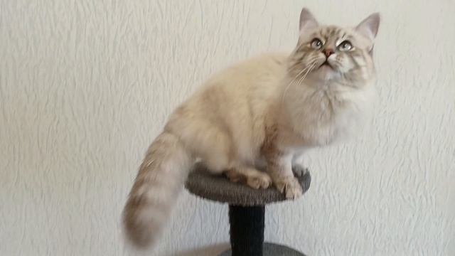 Алисия Глафира