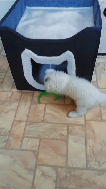 #кошкиндом #новыйдомдлякота #Барсик