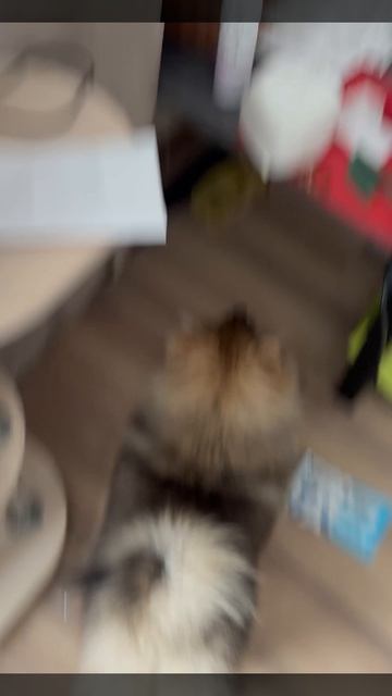 Шпиц🐶🐶🐶