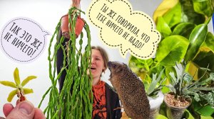 Распаковка ёжика из ловушки и покупочек с Монстериума. Новые растения, которые случайно попались