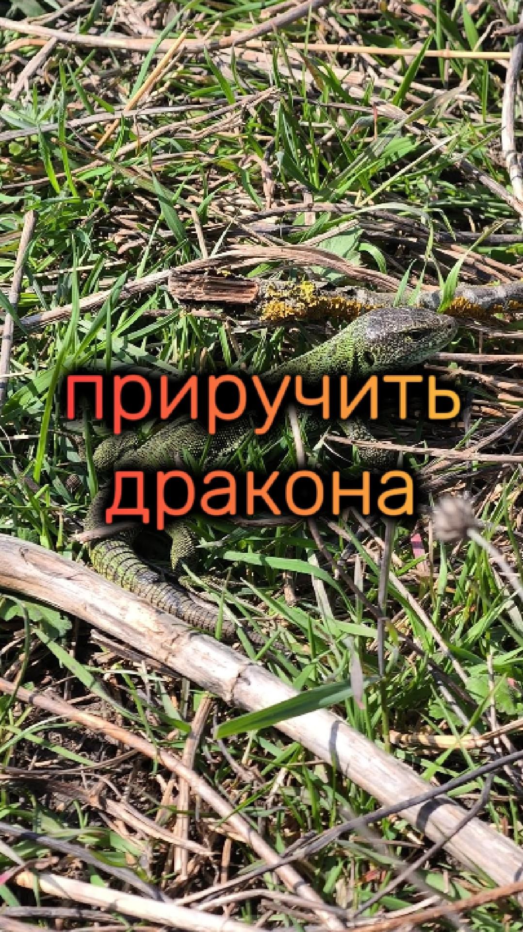 приручить  дракона