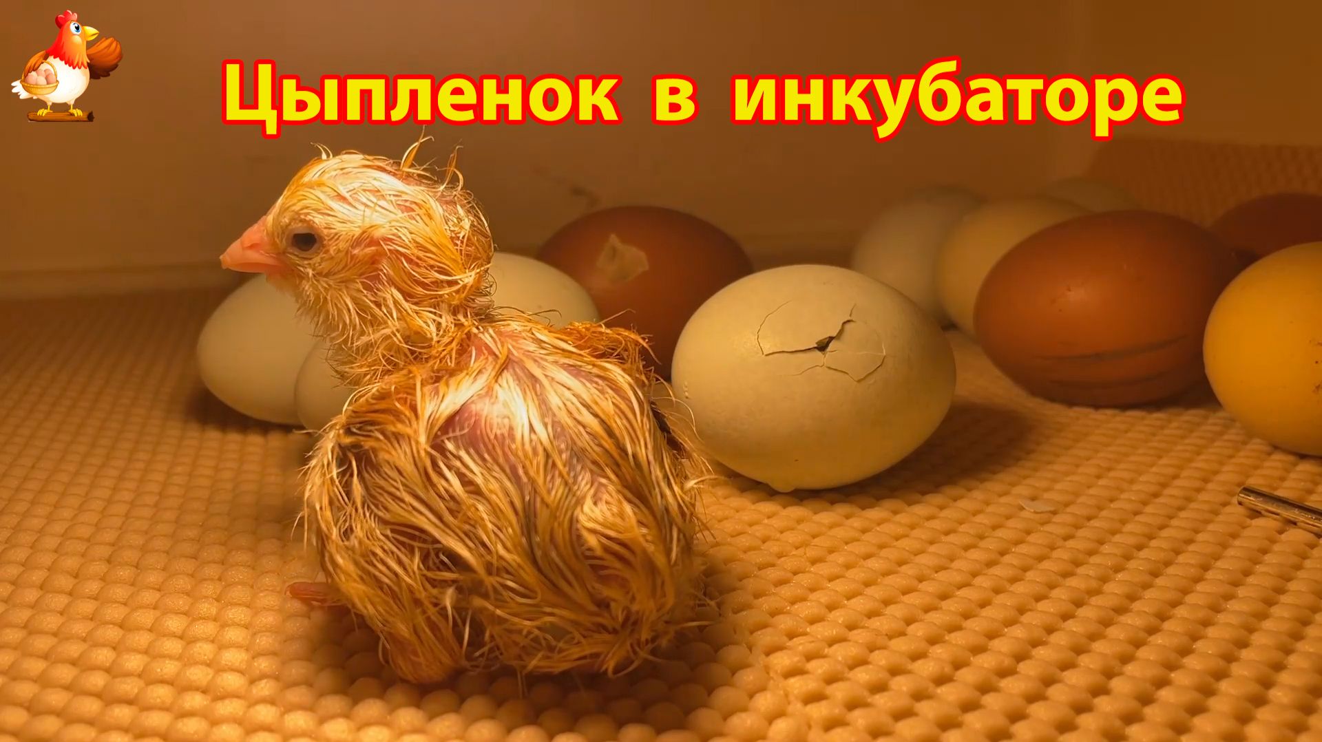 Первые минуты жизни цыпленка в инкубаторе, малыш должен обсохнуть