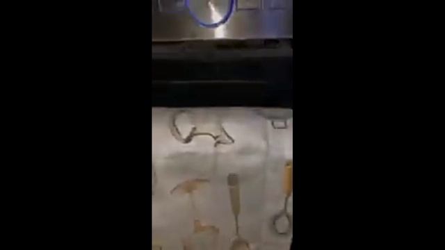 👑басики из тт рутуб ест качество😓