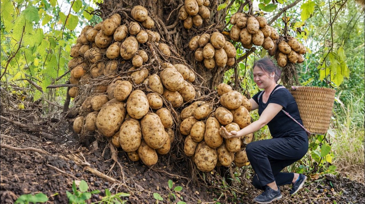 Сбор гигантского дикого картофеля | Продается по шокирующей цене на деревенском рынке.